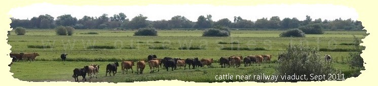 cattle grazing